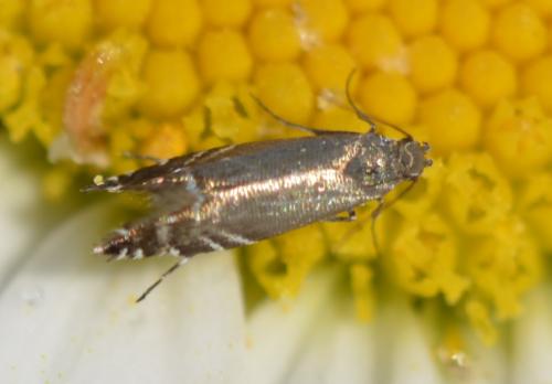 Réf. 212 722 : Glyphipterix simpliciella